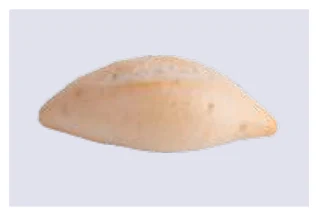 Mini Oval Brioche Roll